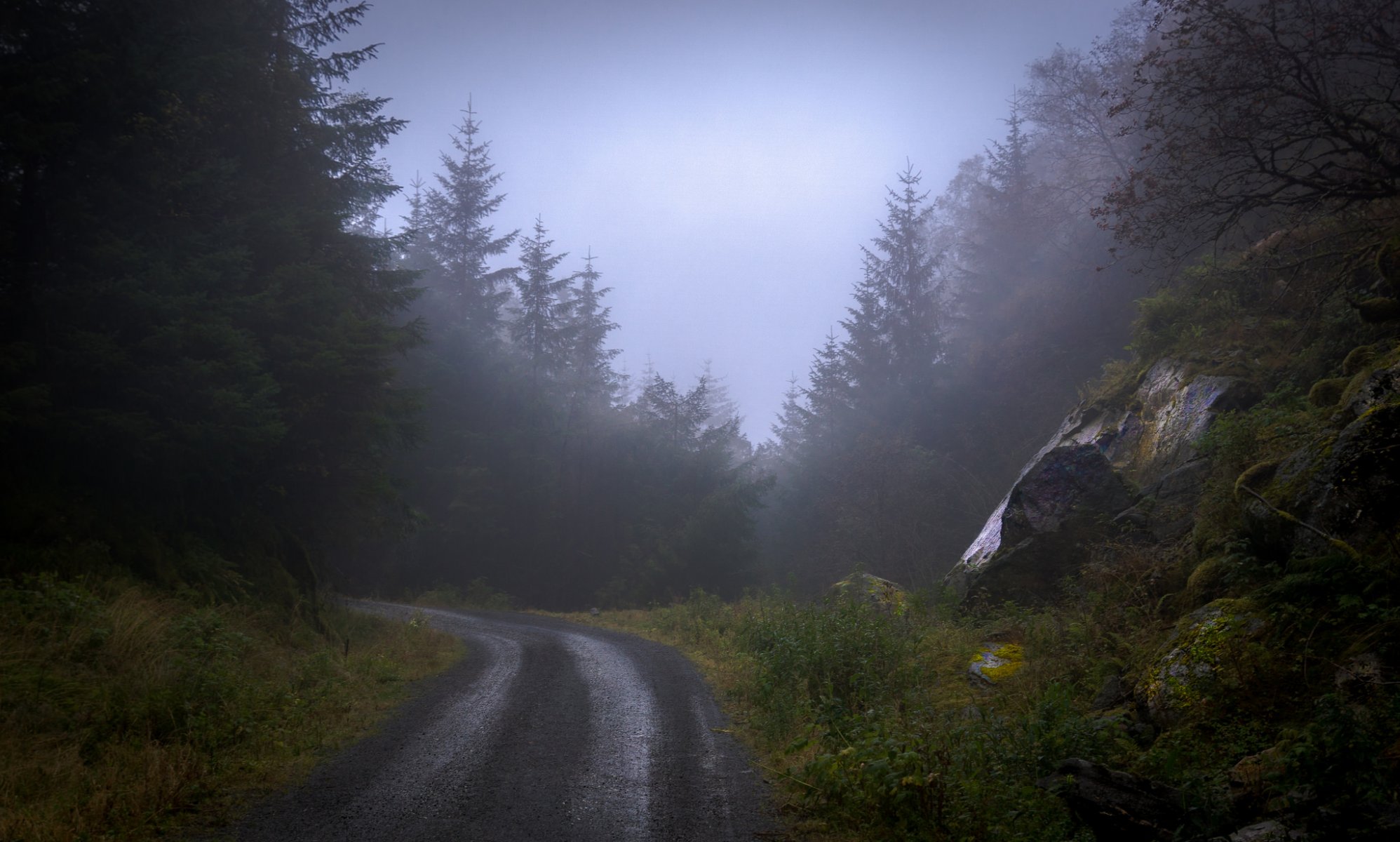 las drzewa droga mgła kamienie natura