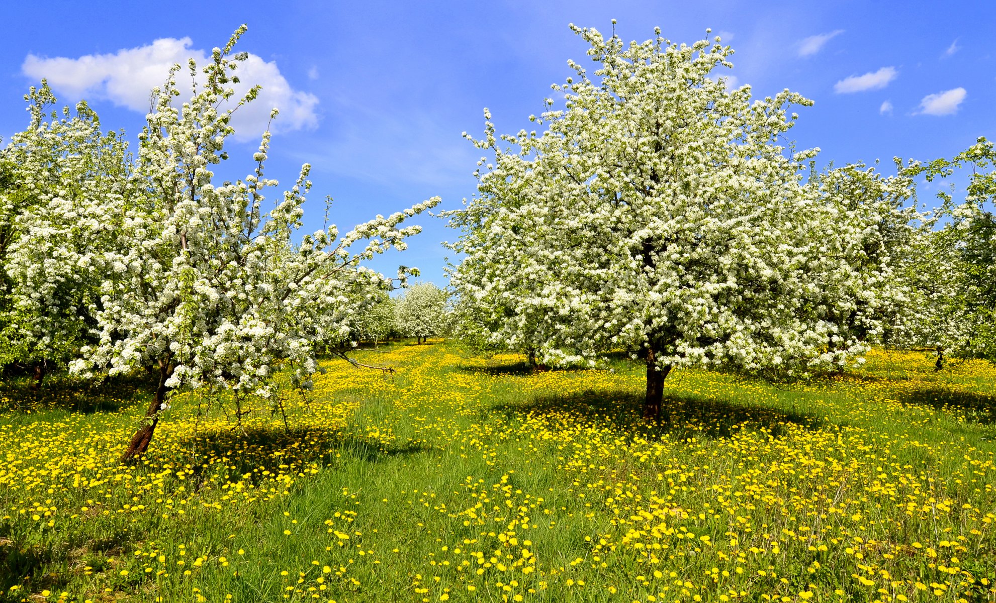 frühling bäume blühen gras löwenzahn gelb himmel wolken sonne