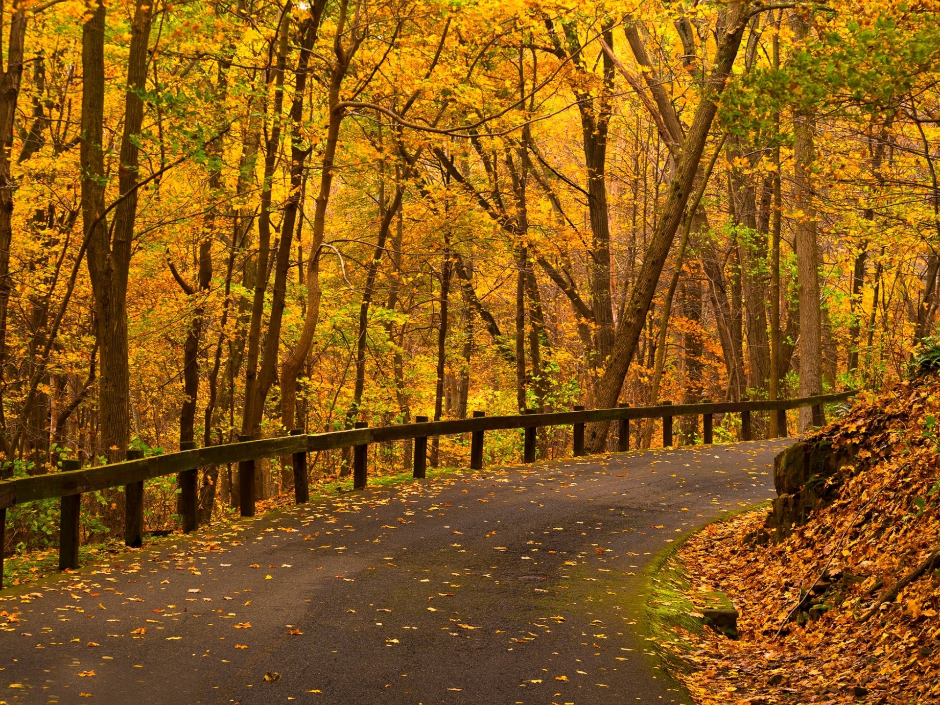 naturaleza bosque parque árboles hojas colorido camino otoño caída colores paseo