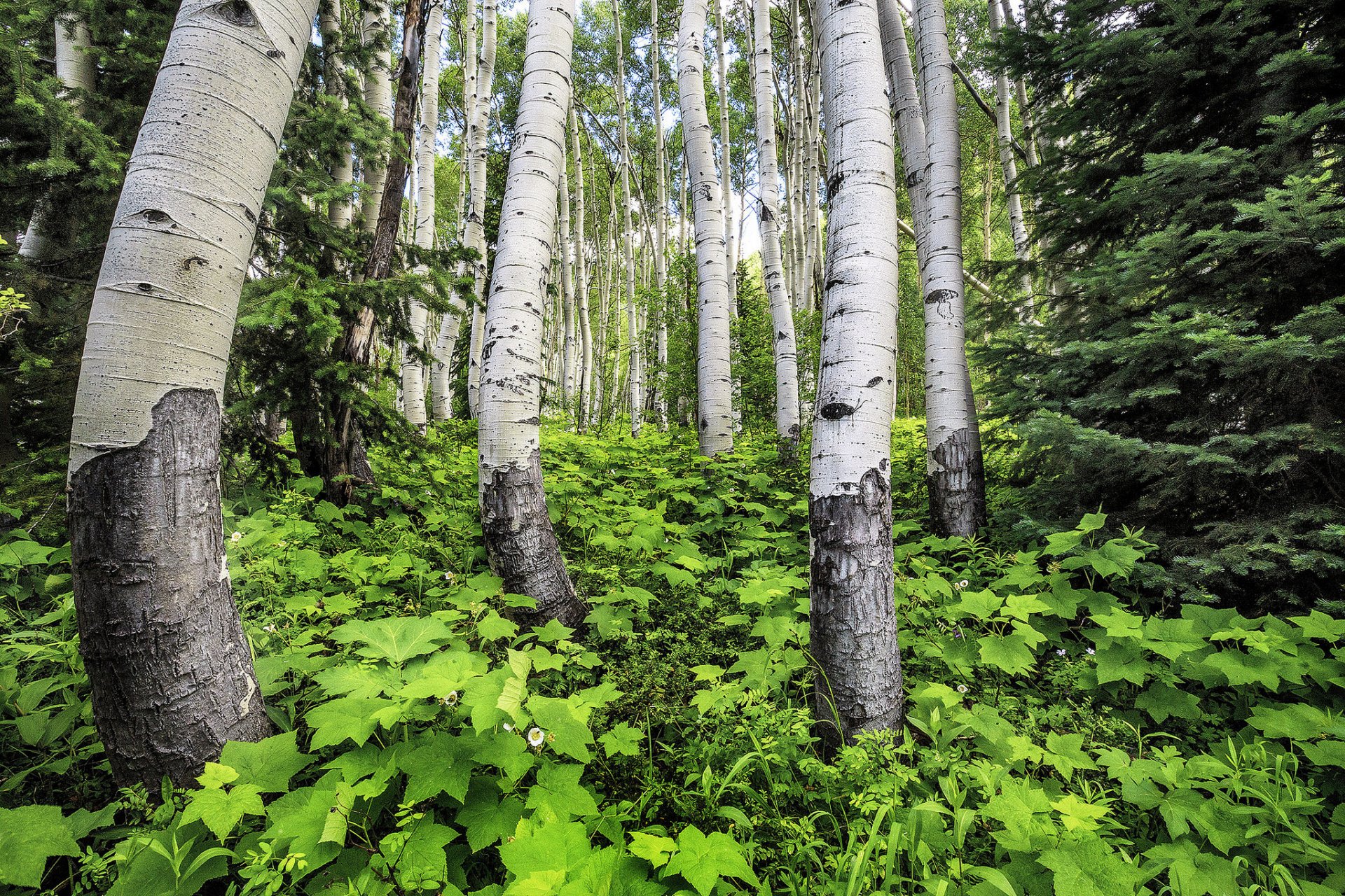 grove tree trunk grass aspen