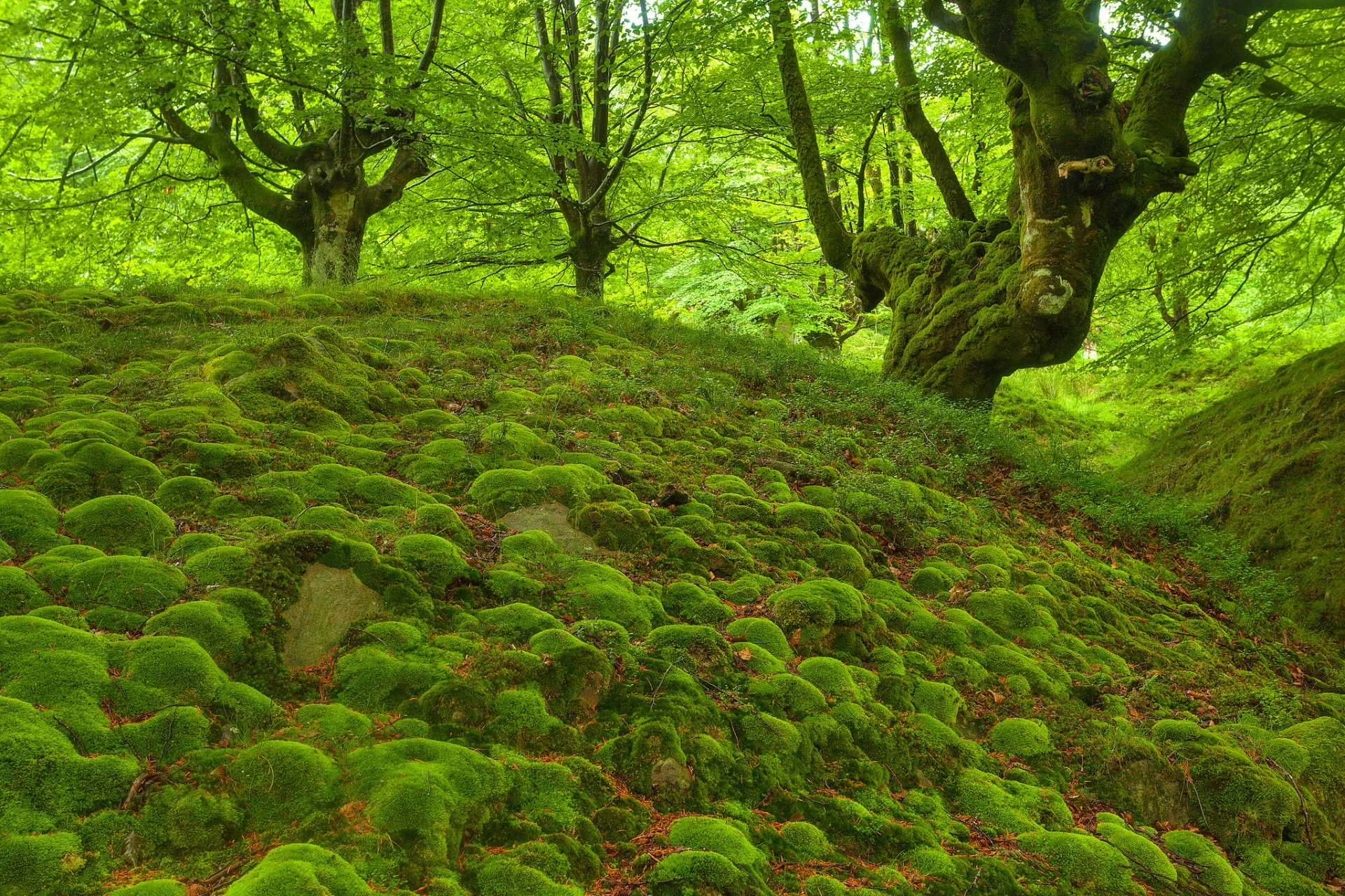 bosque árboles piedras musgo