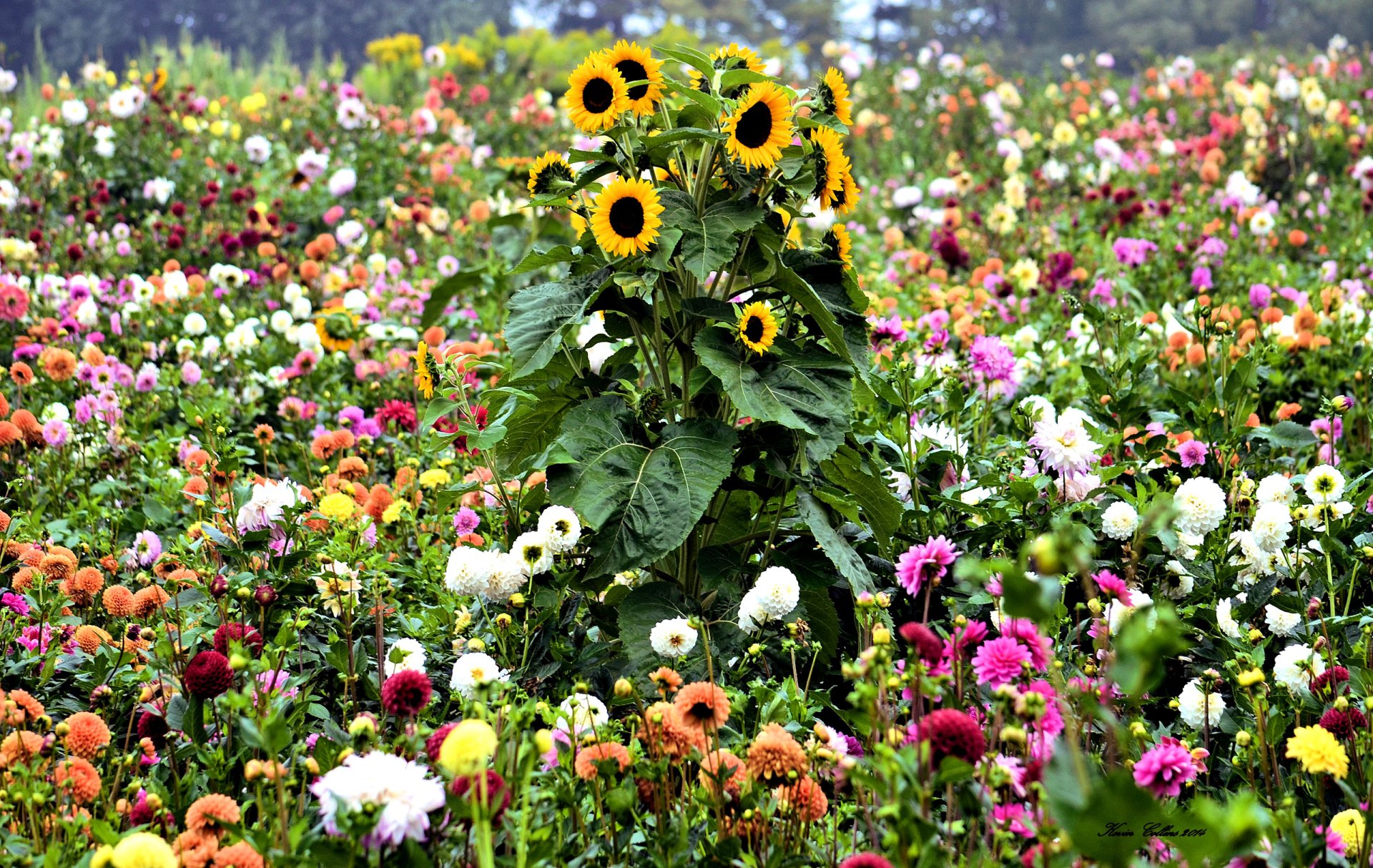 pré champ jardin fleurs tournesol