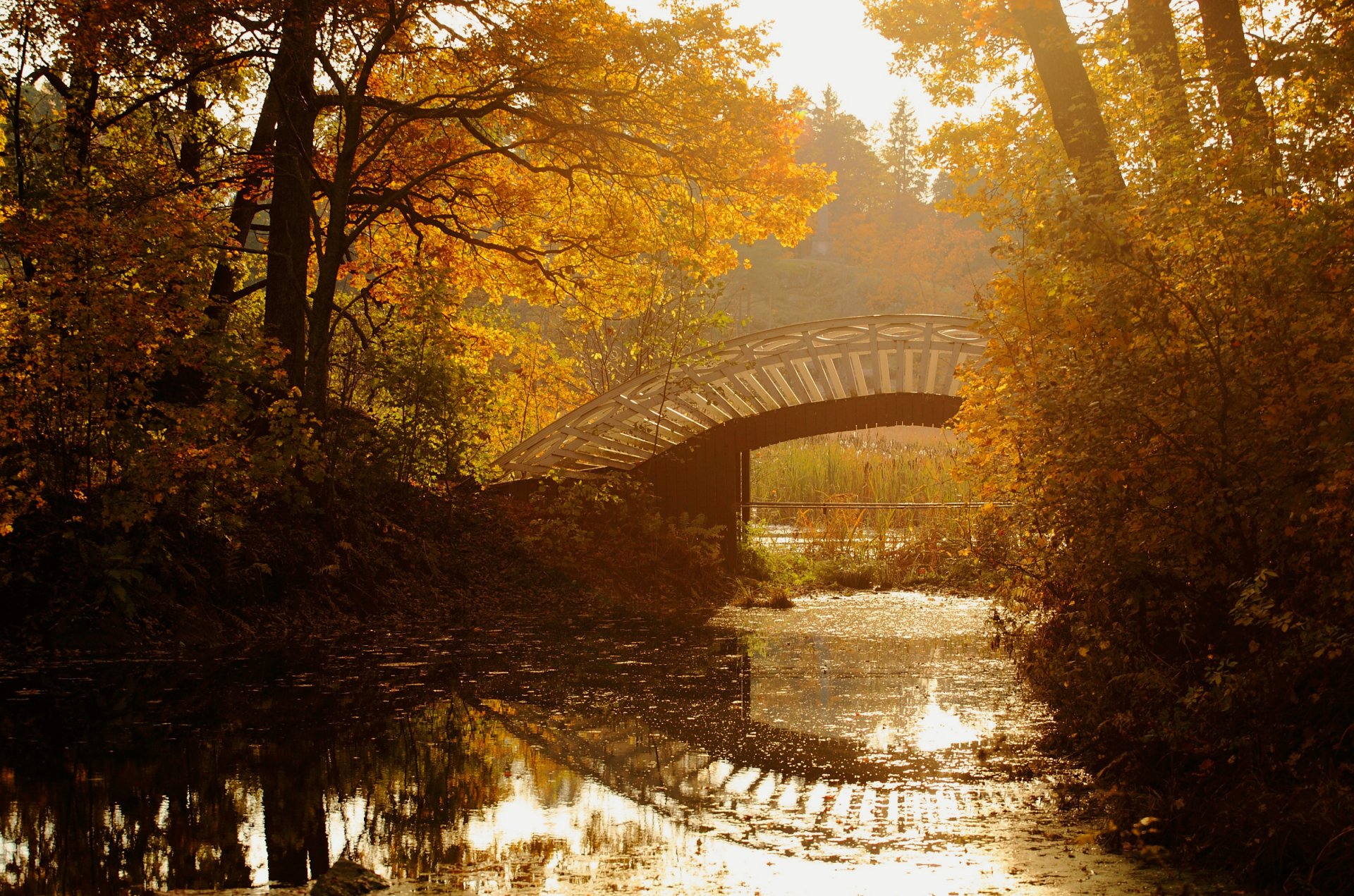 herbst park bäume blätter gelb fluss brücke schilf wasser reflexion