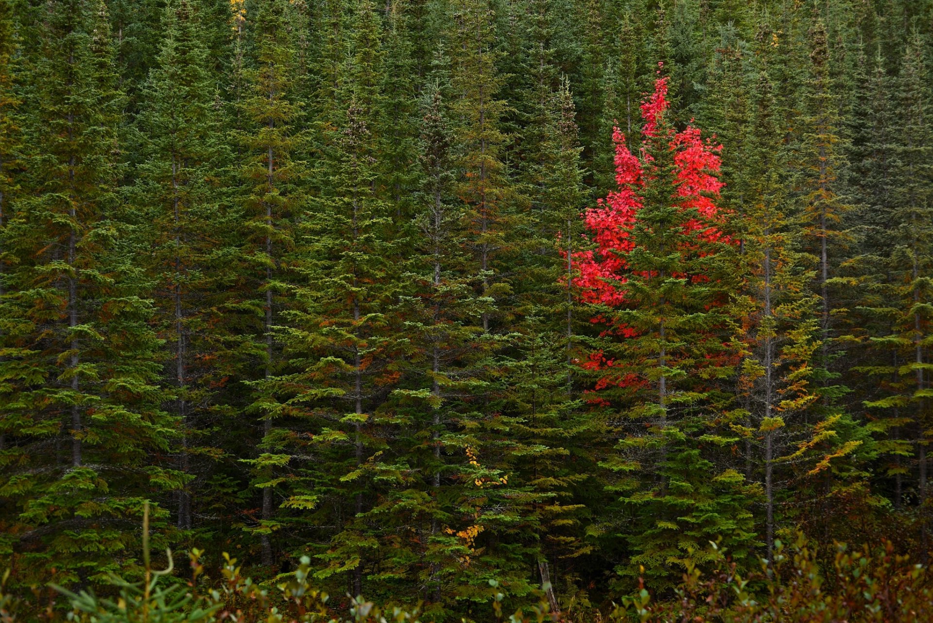 terranova canada autunno foresta alberi