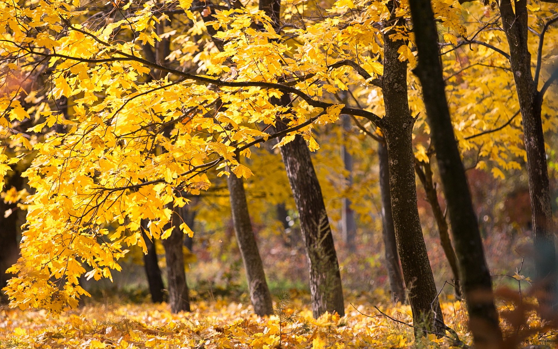 autunno alberi natura