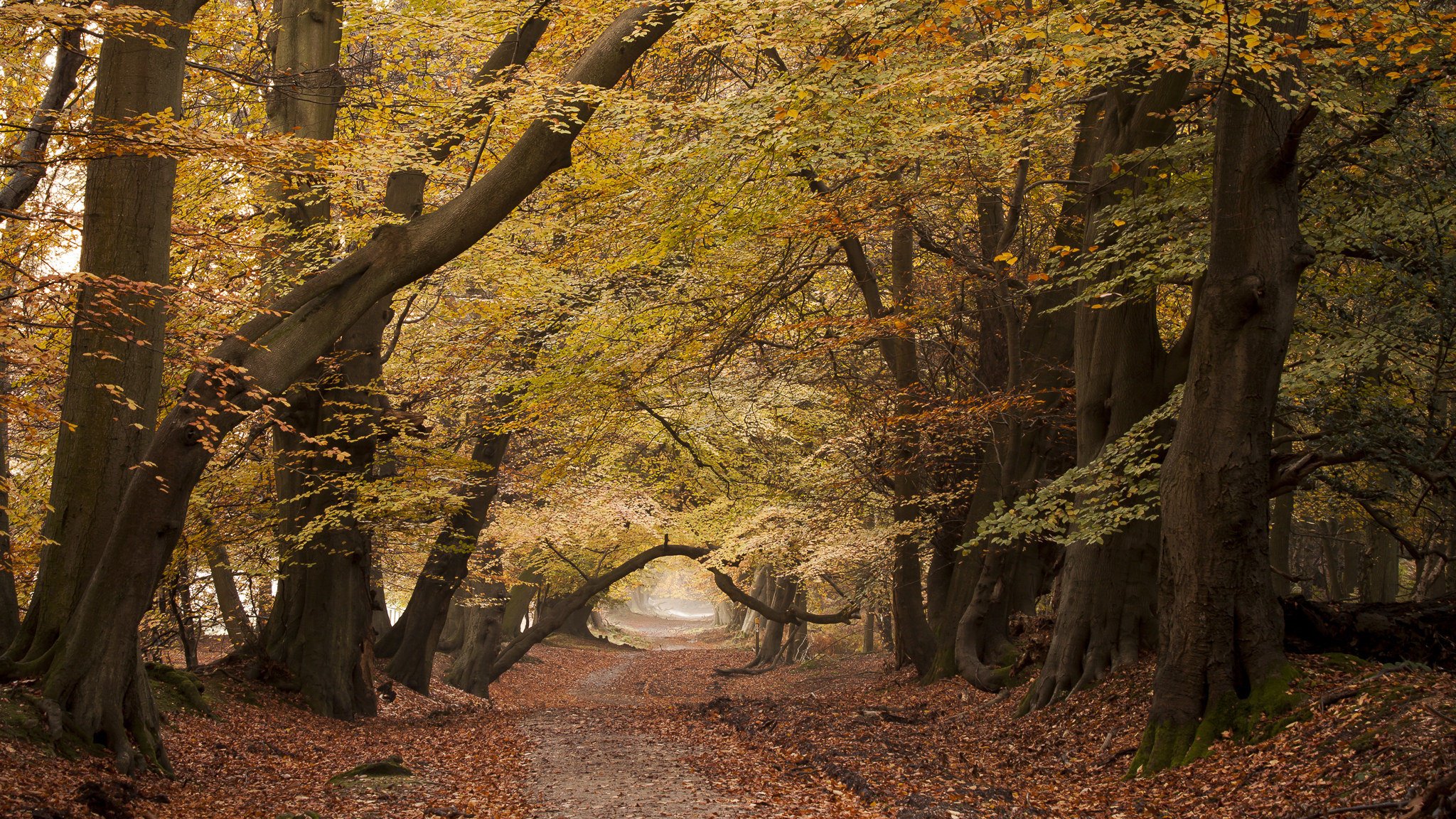 road tree nature