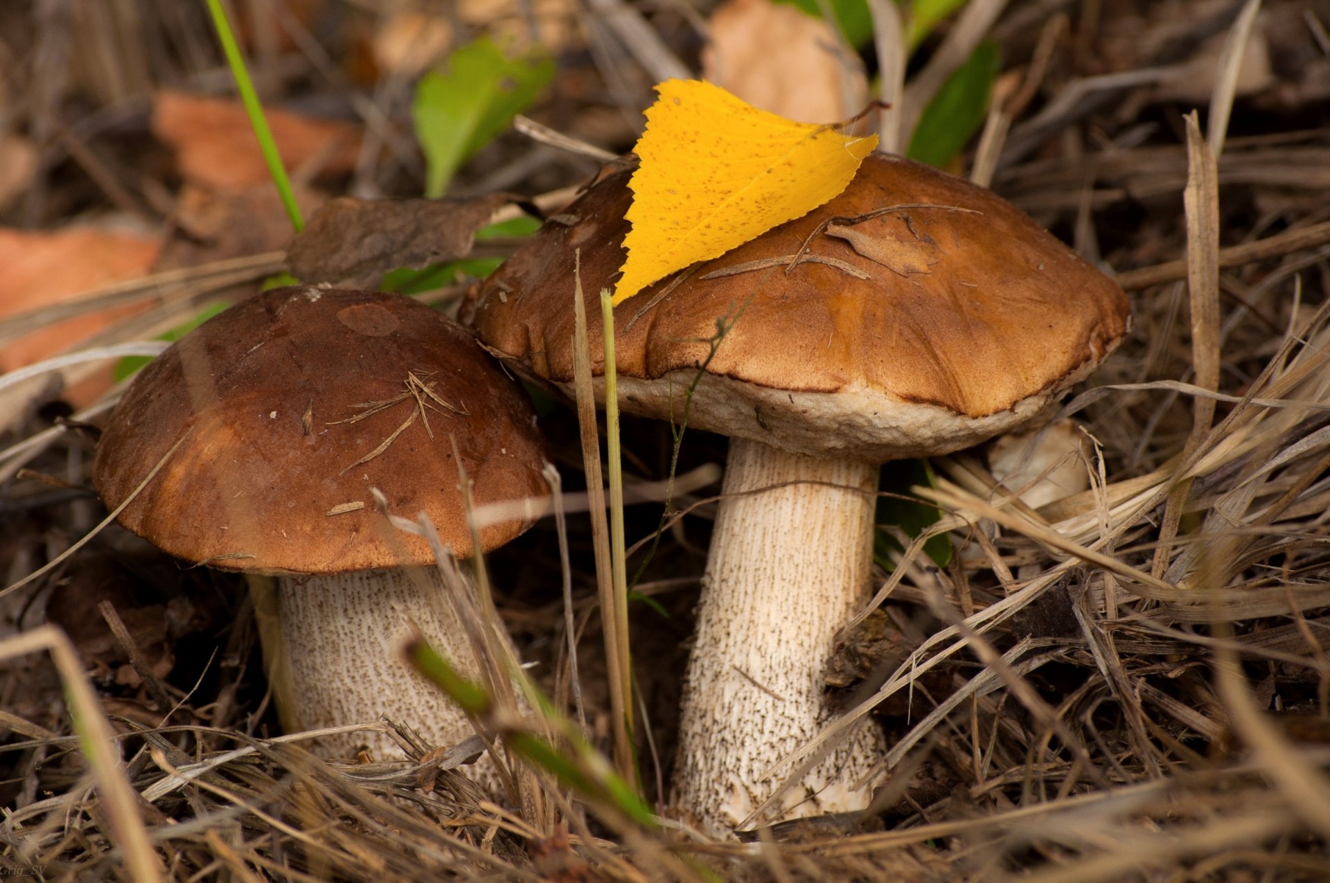 pilze birkengras paar herbst