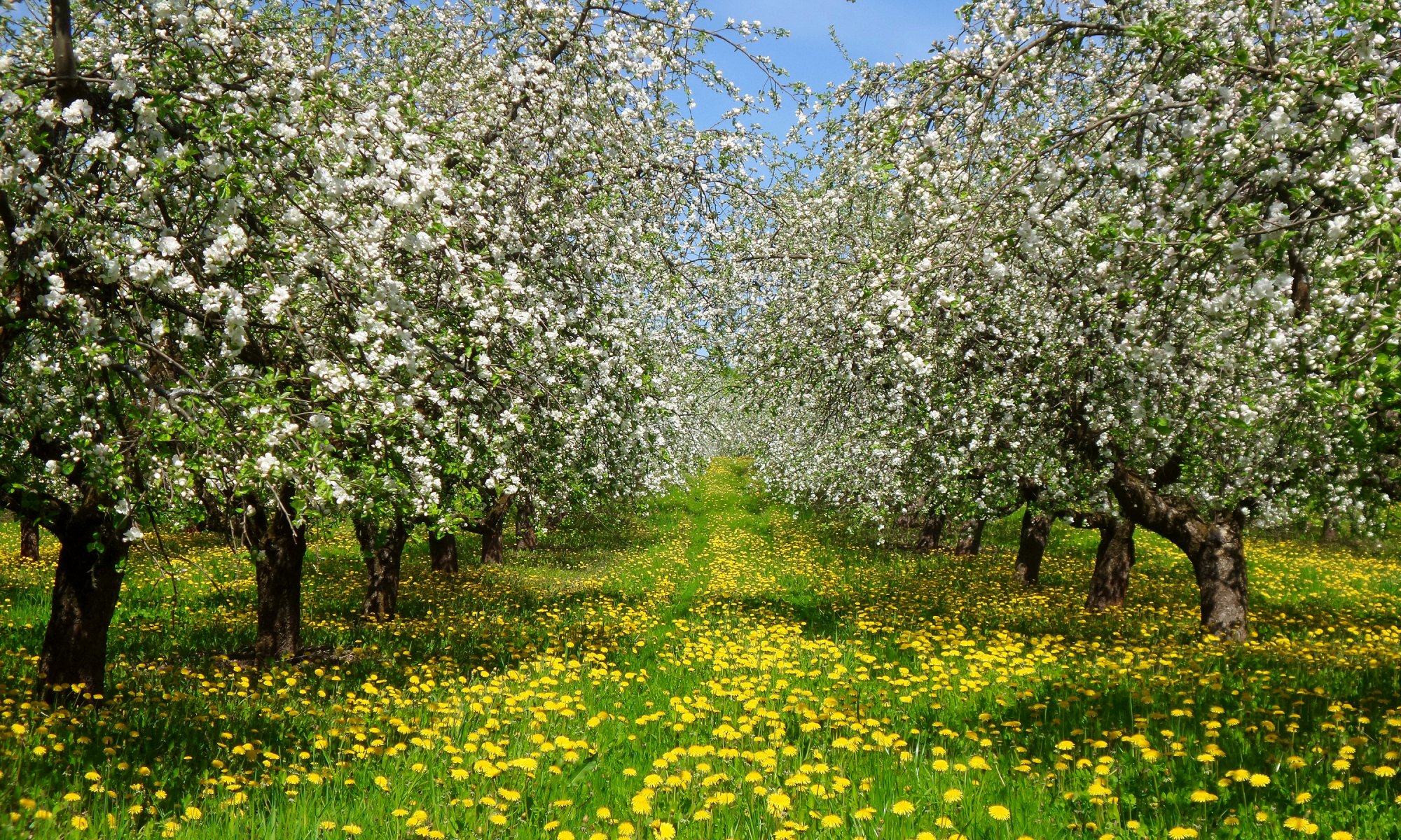 frühling garten bäume blühen gras blumen löwenzahn gelb