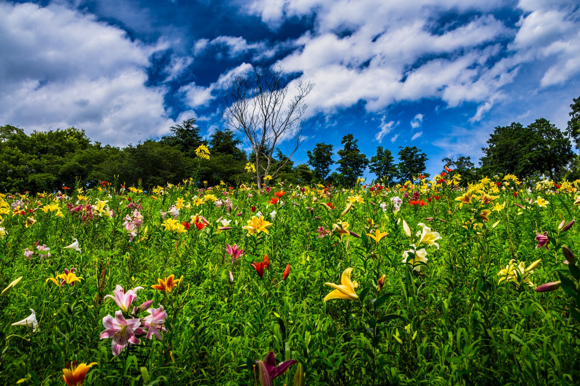 tokorozawa saitama japón flores lirios árbol seco árboles cielo