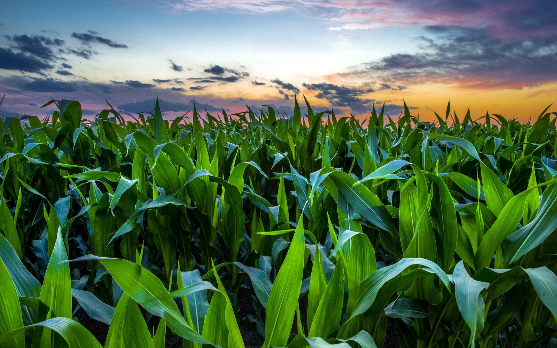 unset the field corn