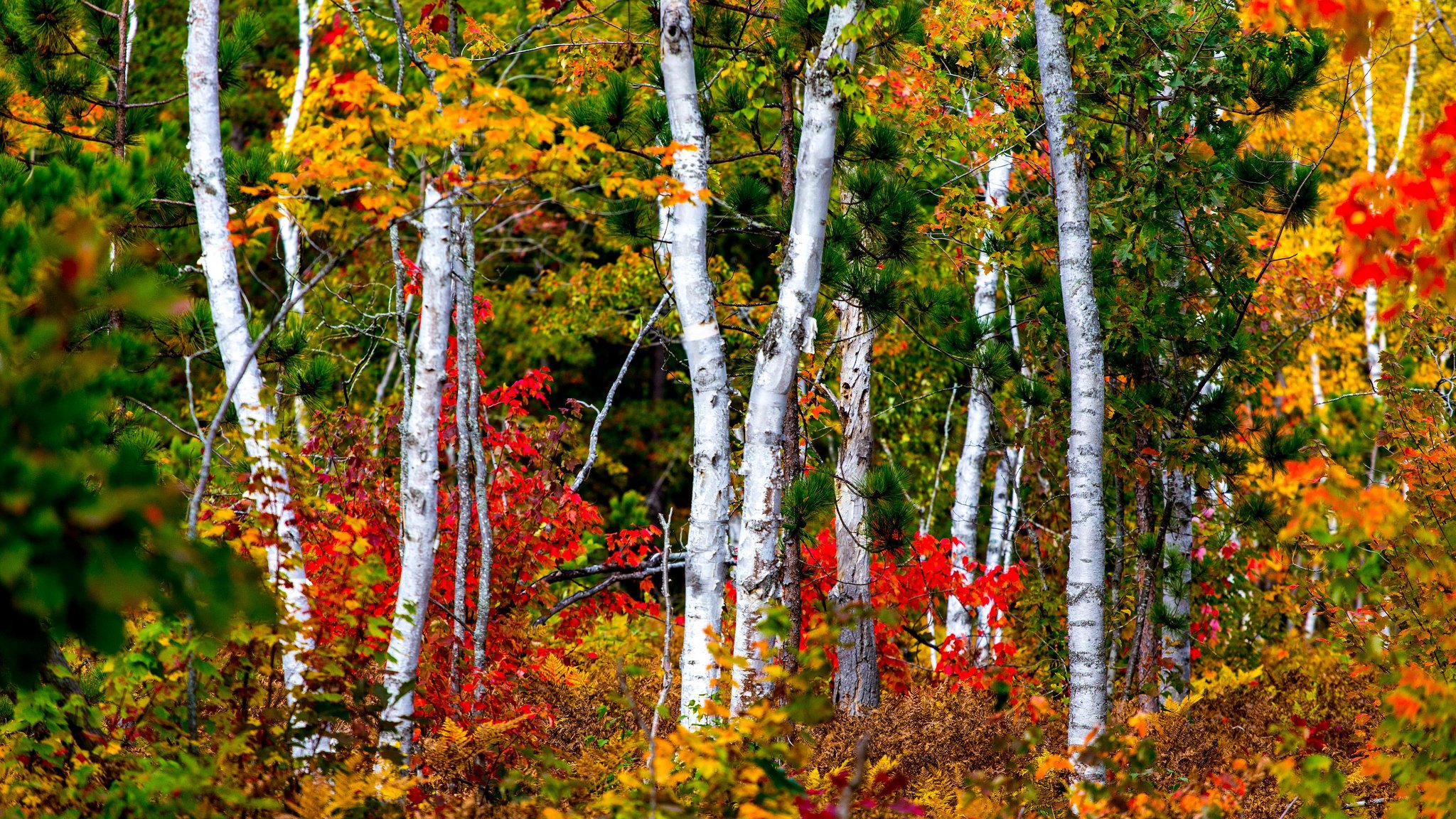 automne forêt arbres