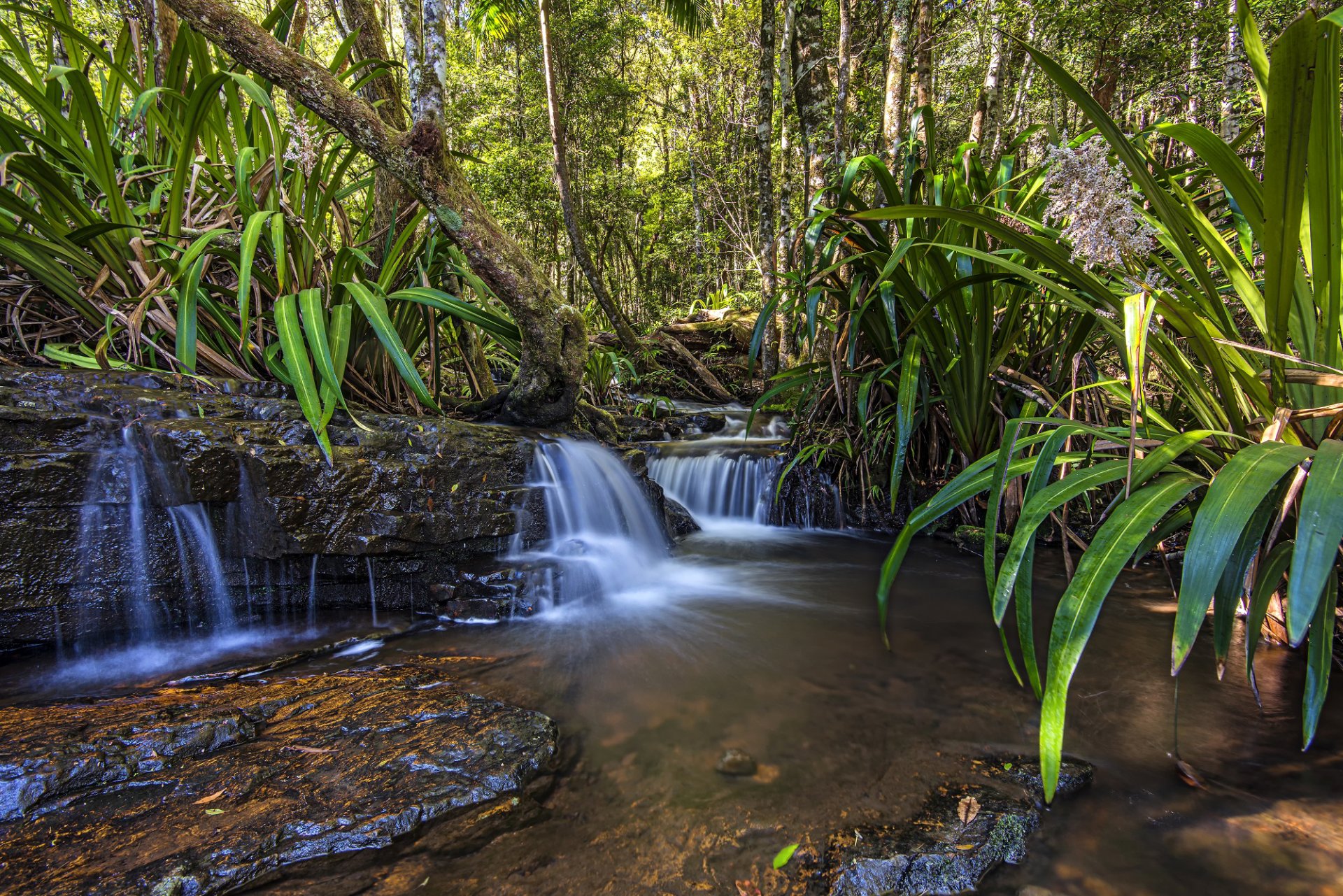 australia queensland forest tree leaves waterfall