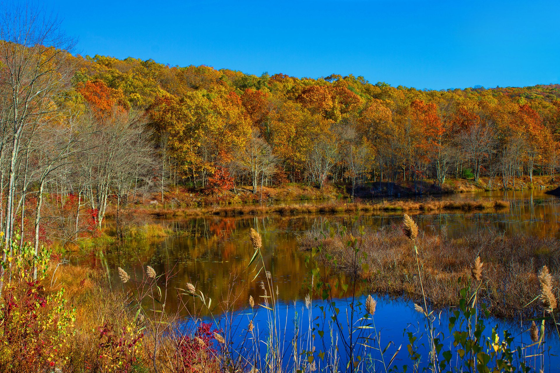 cielo bosque lago árboles otoño