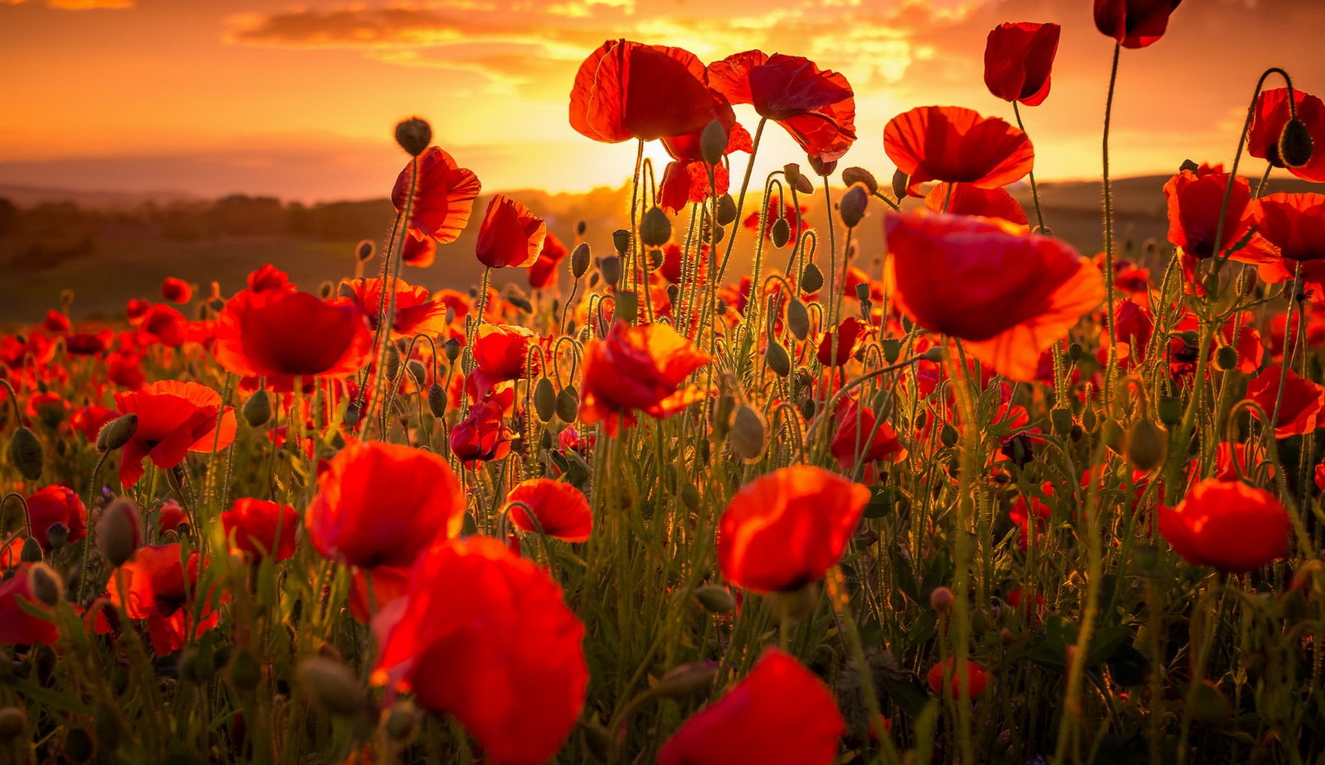 sonnenuntergang mohnblumen sommer