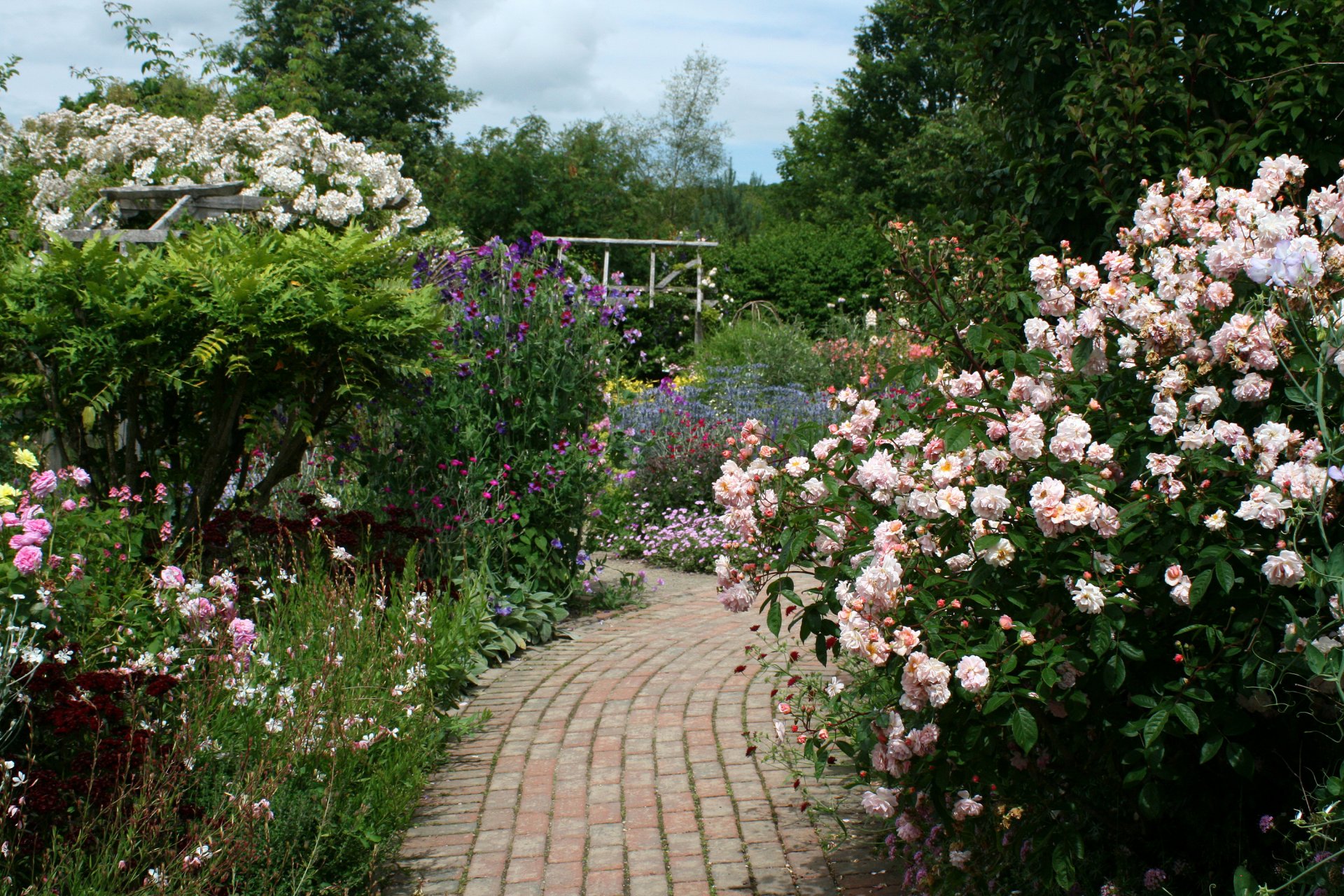 england rosemoor rosengarten garten gehweg sträucher blumen rosen