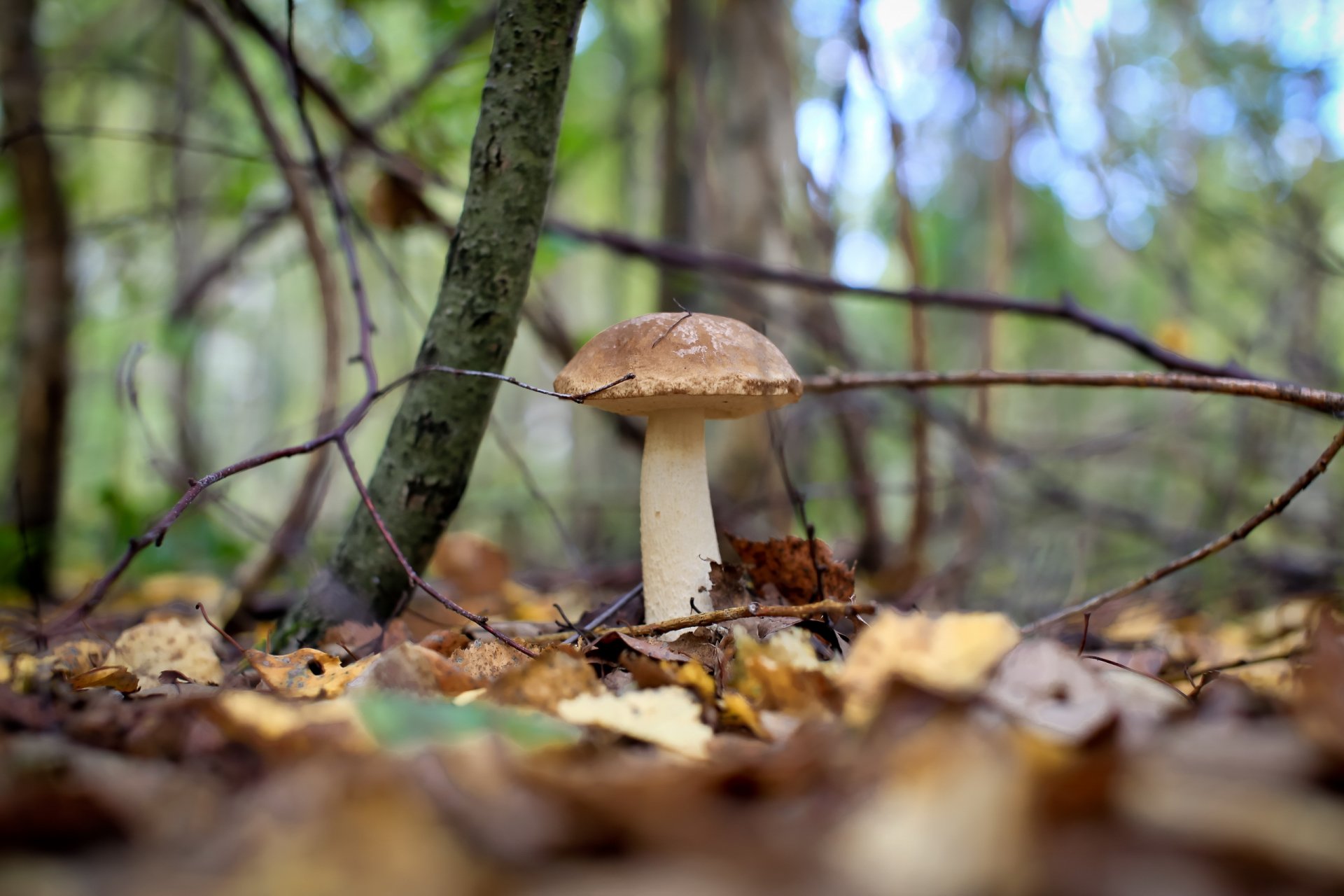 champignons forêt automne