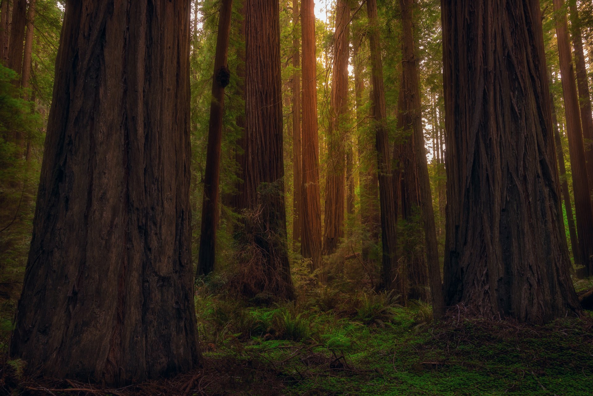 usa staat kalifornien wald redwood sequoia bäume