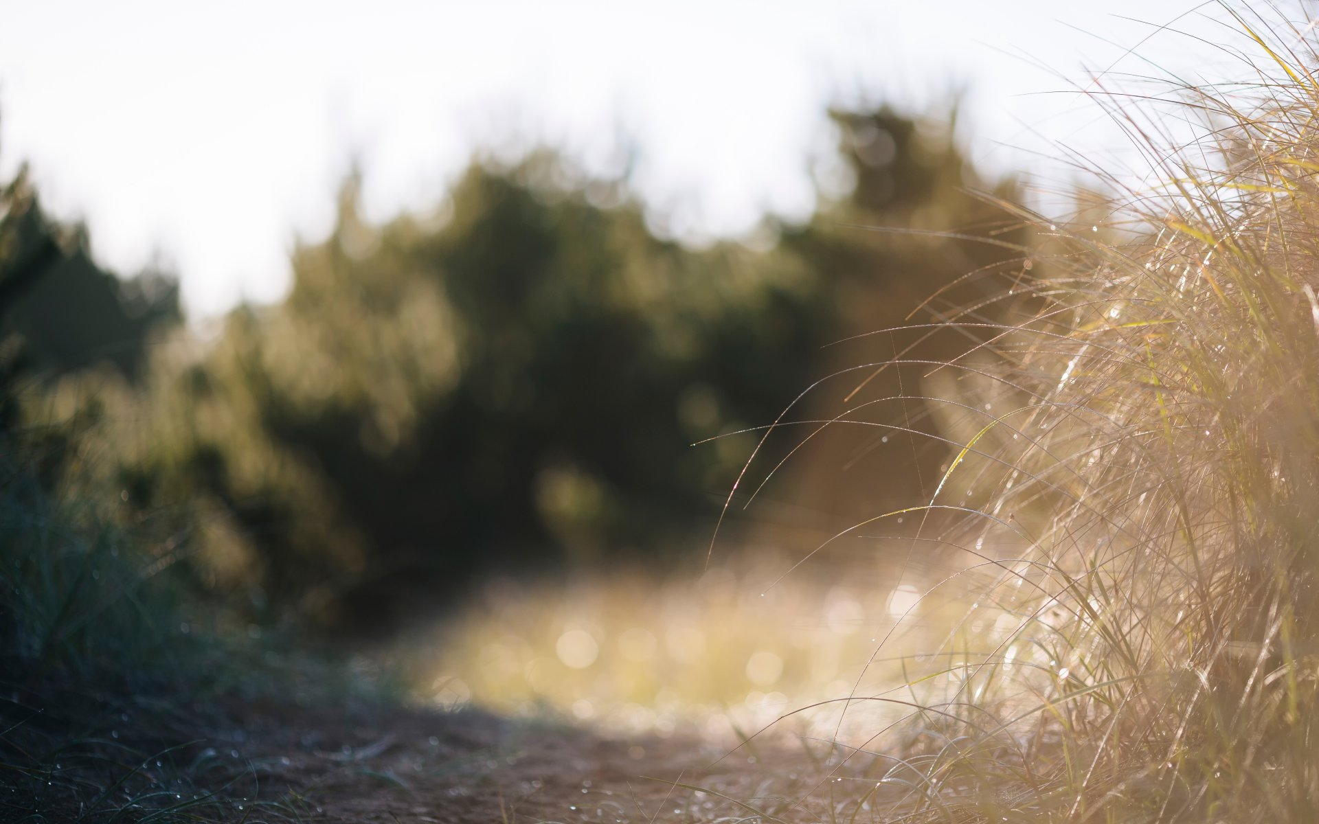 herbe rosée bokeh