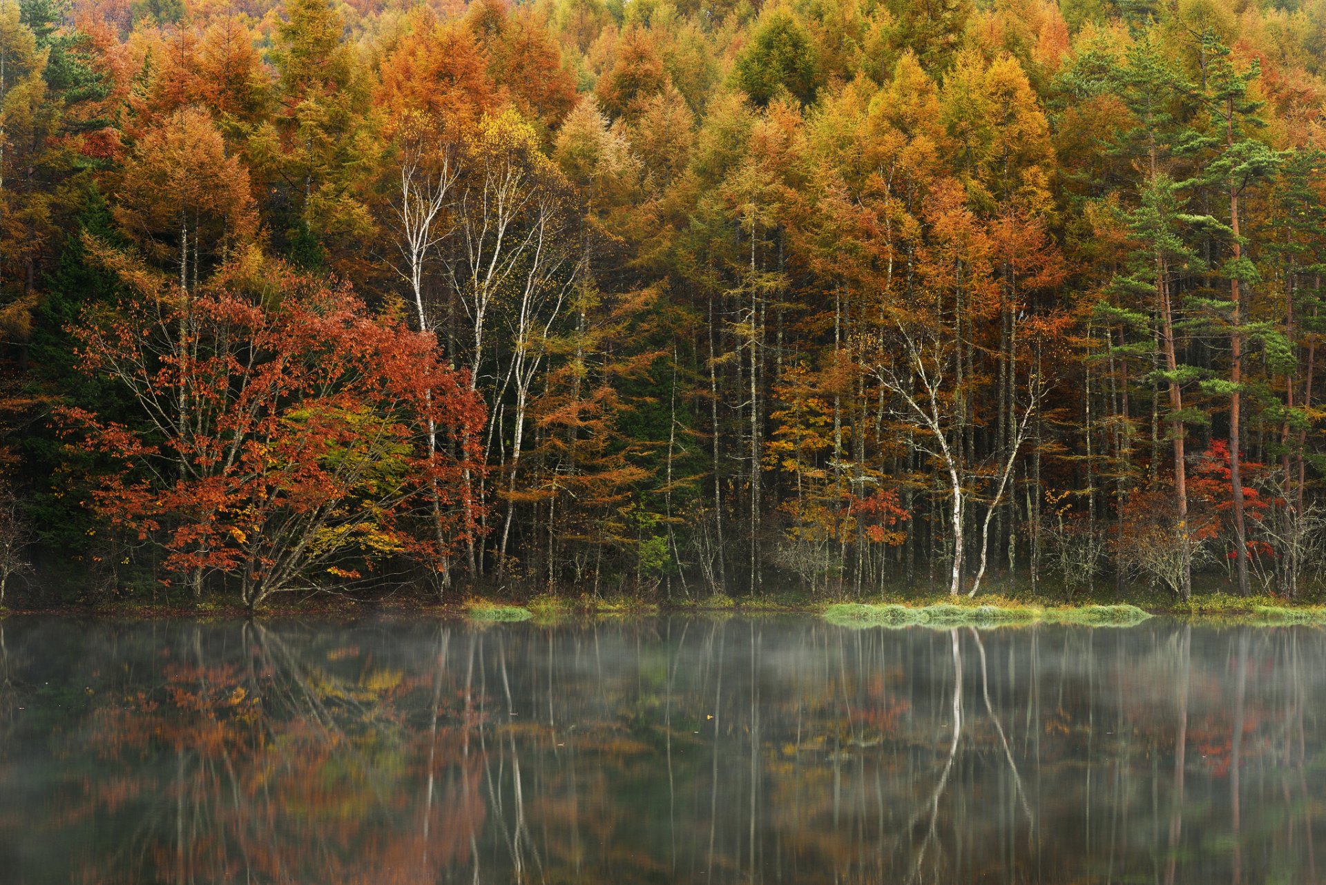 bosque árboles otoño lago niebla reflexión