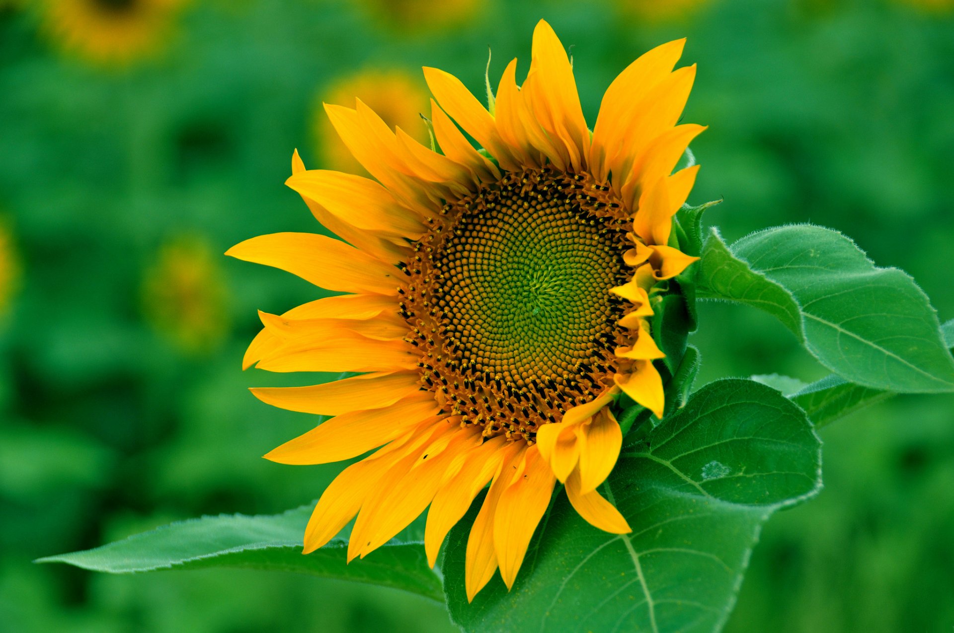 campo girasole fiore petali foglie