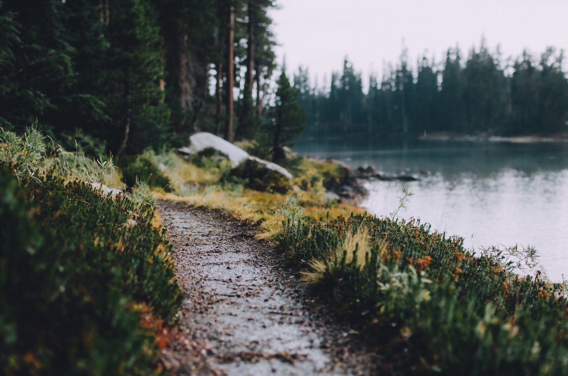 río bosque camino