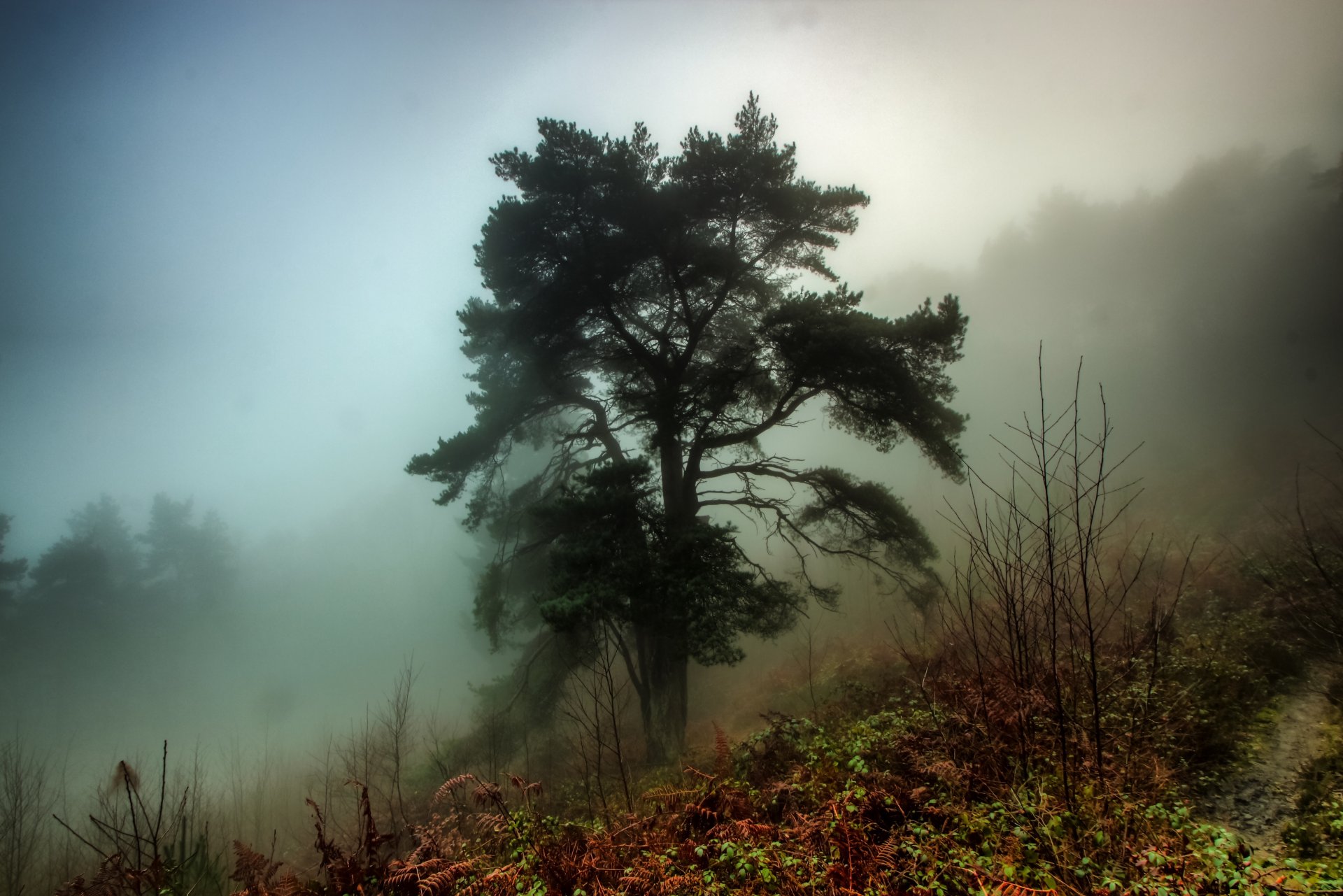 wald nebel baum gras herbst