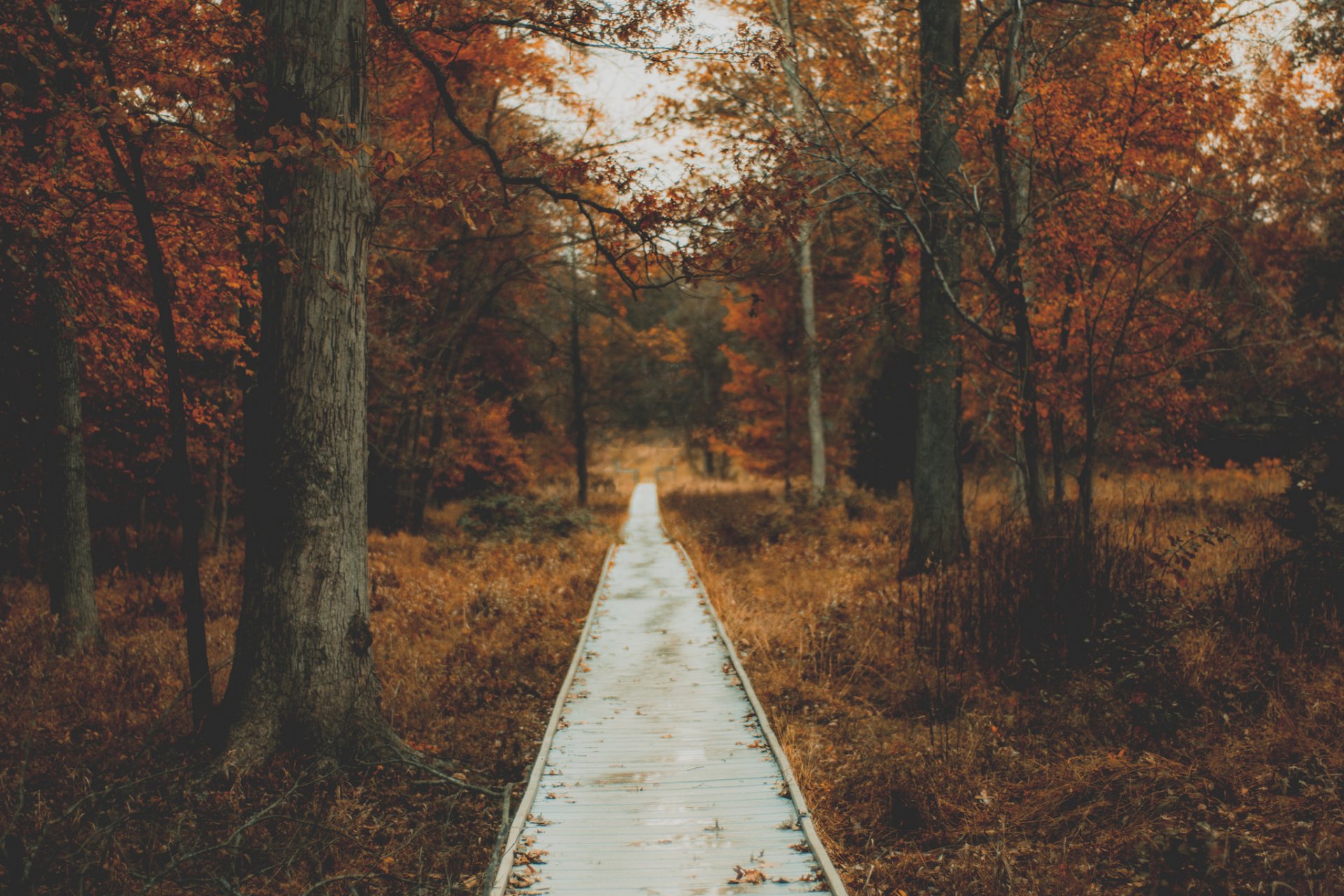 autunno parco natura