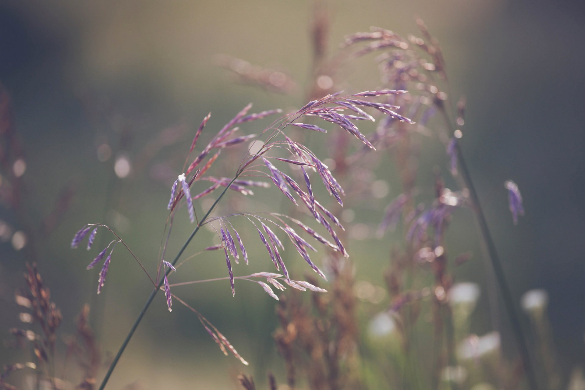 hierba macro bokeh