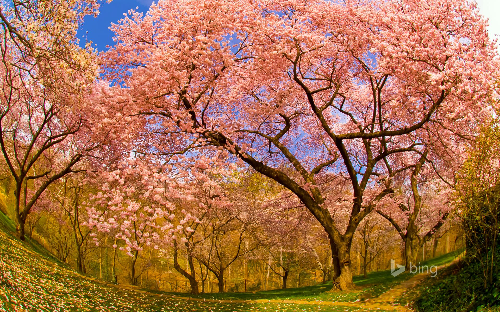 dumbarton oaks washington dc états-unis printemps floraison jardin cerisier