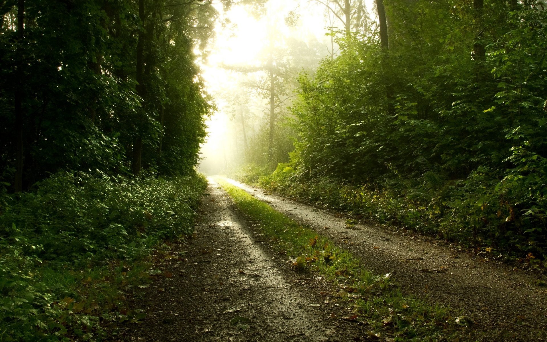 fog road forest nature