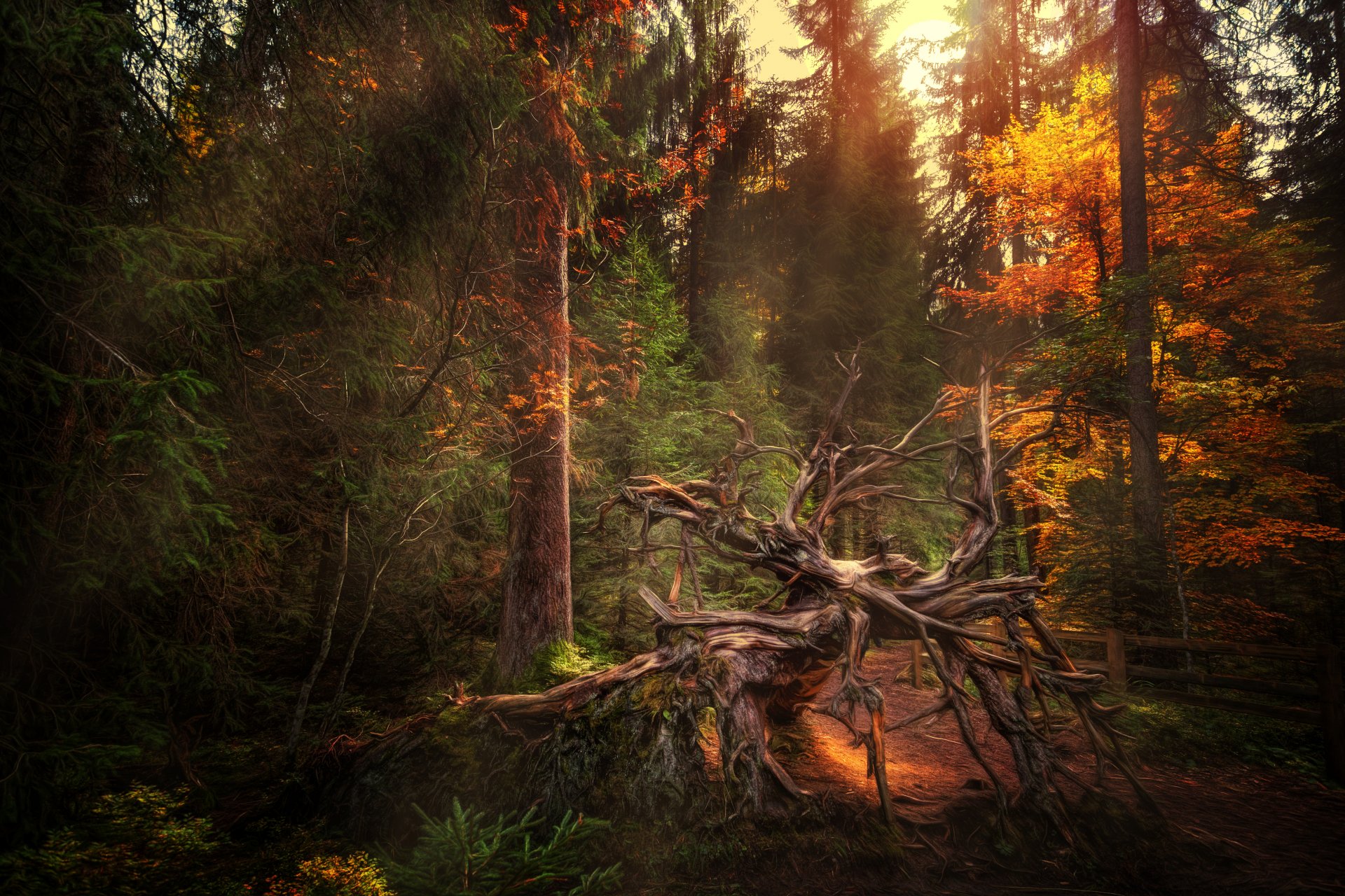 uprooted forest autumn snag processing