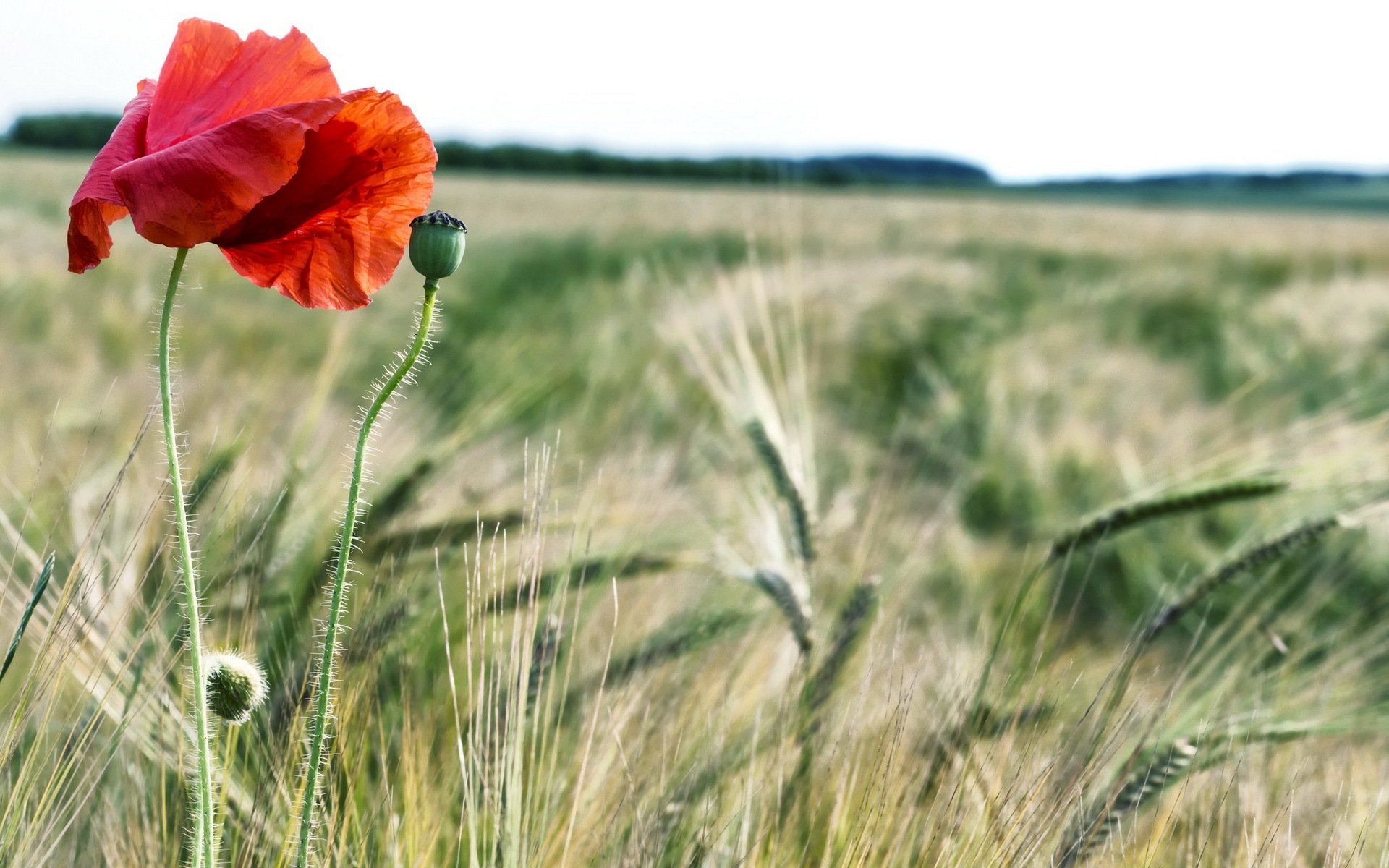 the field summer poppy nature