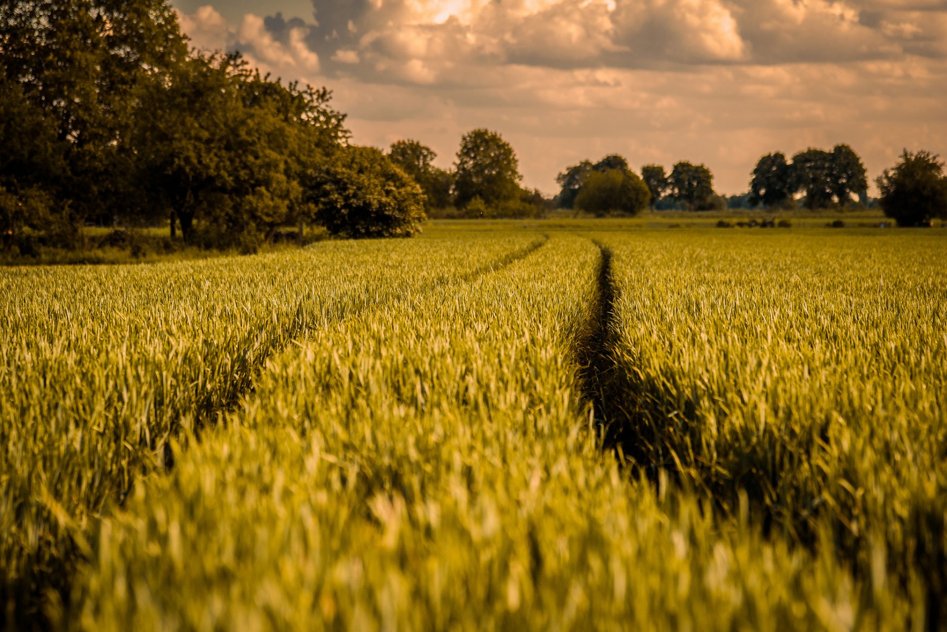 nature the field tree spring