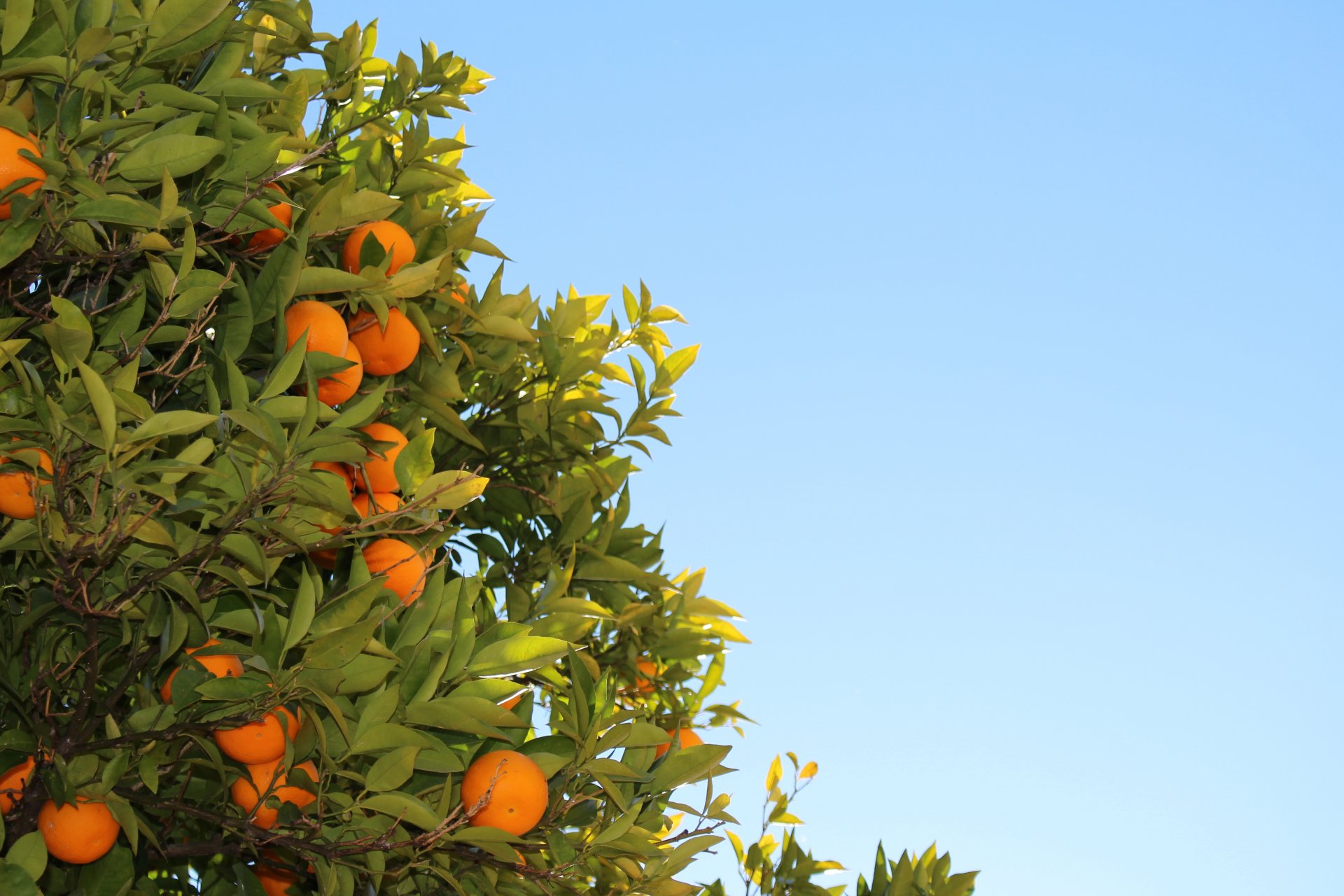 naranja hojas fruta árbol