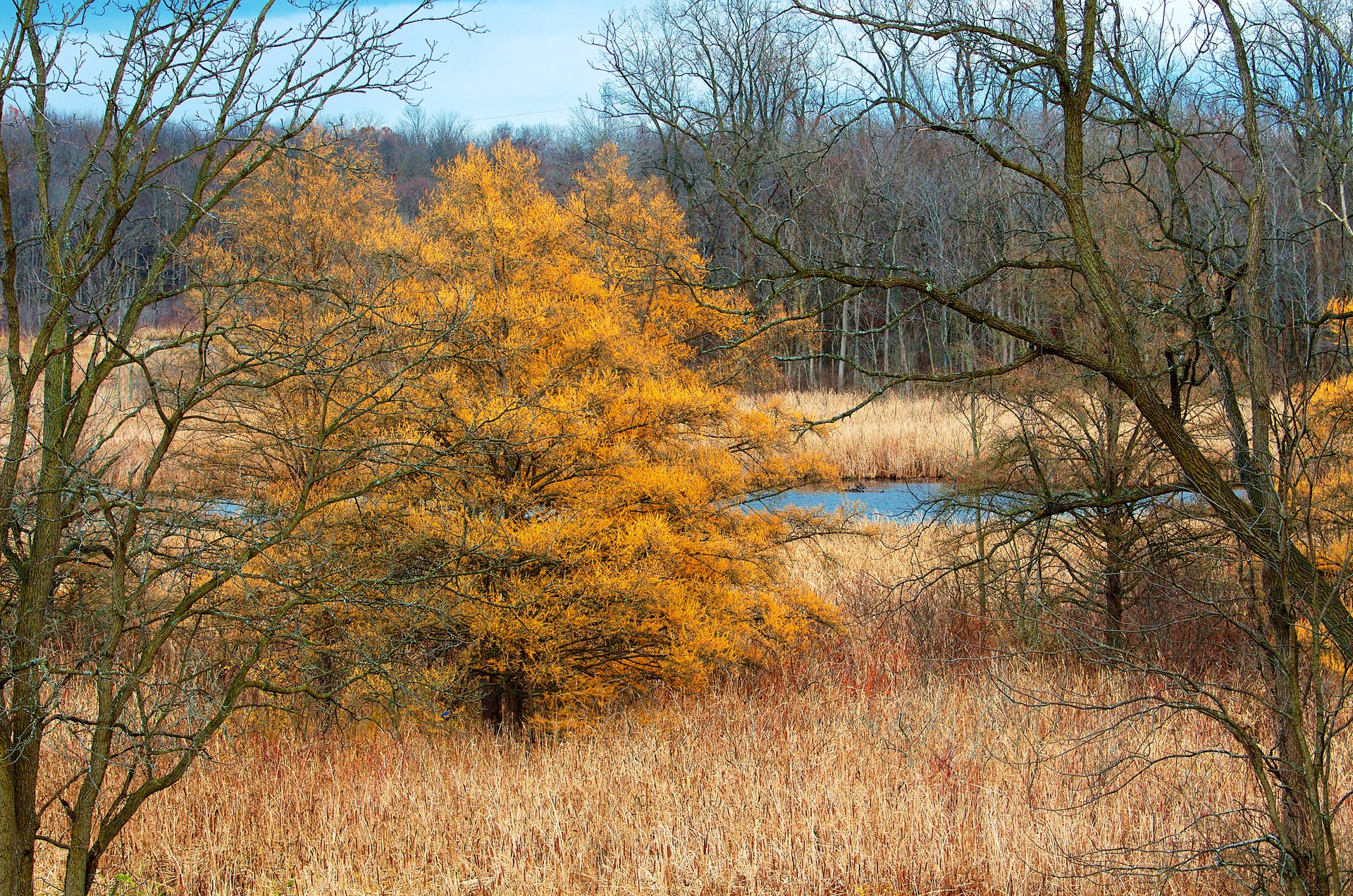 ky clouds forest river tree grass autumn