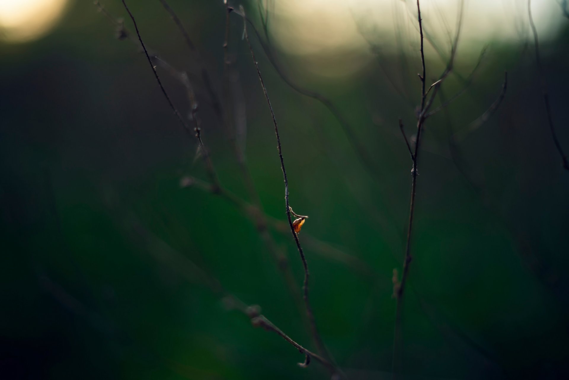 heet branches close up bokeh