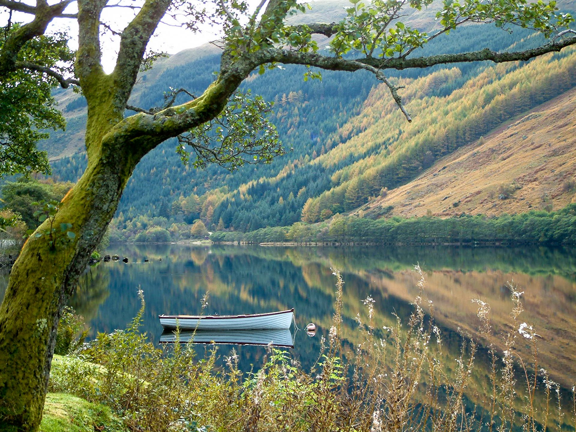 nature arbre bateau lac montagnes forêt herbe