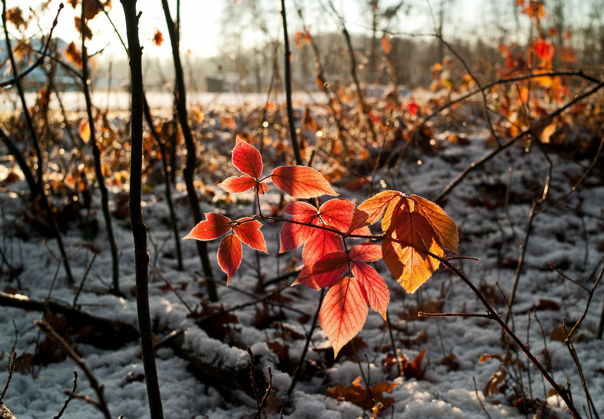 feuilles neige automne branche ciel