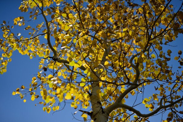 In autunno iniziò una bella caduta di foglie