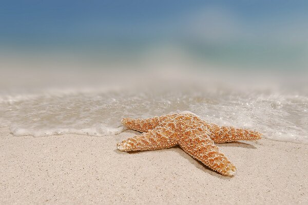 Étoile de mer au bord de la mer