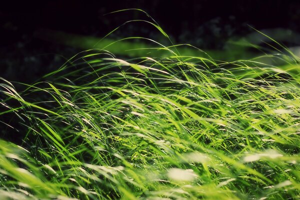 L herbe sous le joug du vent agite le soleil