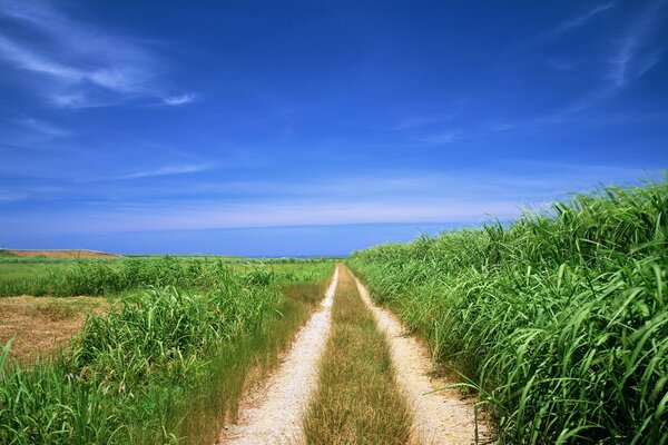 Camino en el campo en tiempo despejado