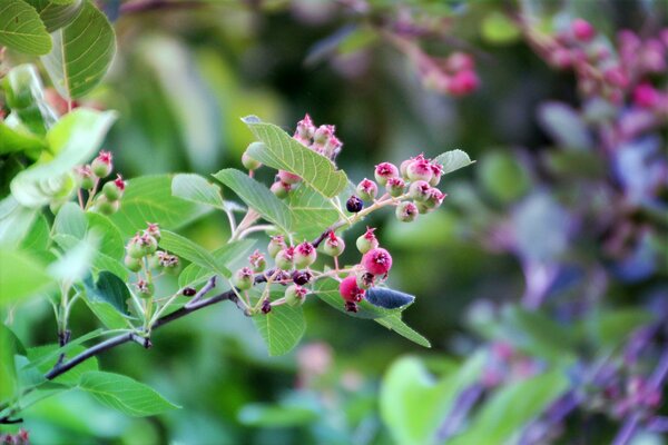 Beeren wachsen auf einem grünen Busch