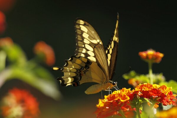 Large photo of a miniature butterfly