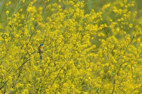 Kleiner Vogel auf gelben Ästen