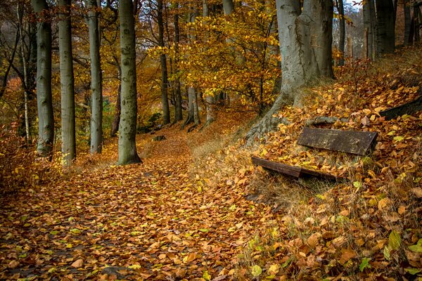 Banc abandonné dans le parc d automne