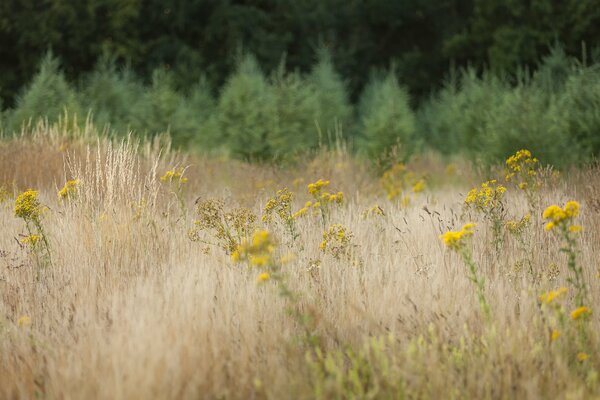 Yellow flowers in the grass