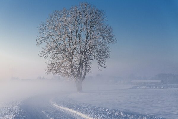 A lonely tree on the road in winter