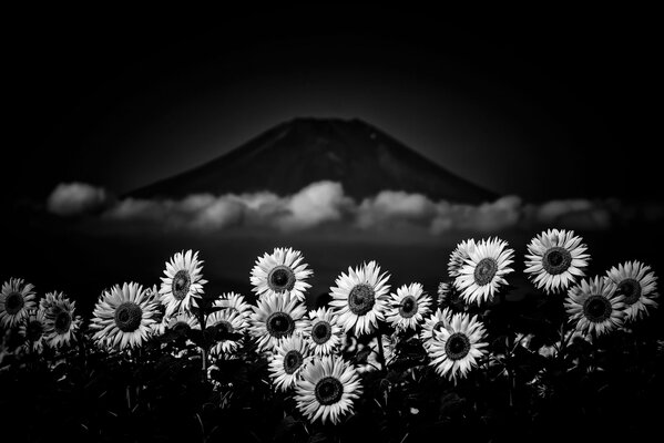 Fleurs noires et blanches près de la montagne