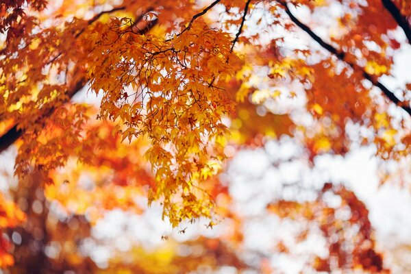 Maple leaves turned yellow and red in places